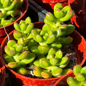 2"/4" Sedum Lucidum Obesum, Live Rare Succulent Plant