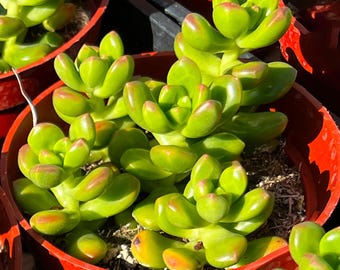2"/4" Sedum Lucidum Obesum, Live Rare Succulent Plant