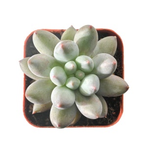 xPachyveria &#39;Angel&#39;s Finger&#39;, Live Succulent in Pot, Rare Succulent Party Favor Wedding Decor Mother&#39;s Day Birthday Gift for Her