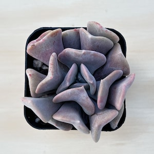 Echeveria &#39;Cubic Frost&#39;, Rare Succulent Fully Rooted in Planter, Wedding Baby Shower DIY Project Holiday Home Decor Gift for Her