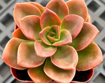 2“ Echeveria Melaco, 1 Live Succulent Rare Plant Potted for Party Favors DIY Projects Wedding Home Decor Mother's Day Father's Day Gift