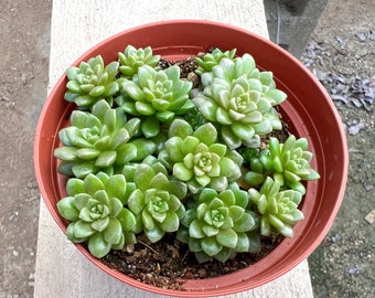 4“ X Cremnosedum cv. Little Gem, Live Succulent Plants, Holiday Home Decor DIY Projects Wedding Baby Shower Xmas New Year Gift for Her