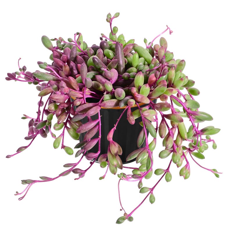 May include: A String of Pearls succulent plant in a black pot. The plant features trailing stems with small, green, and purple, pearl-shaped leaves. The pot has a gold rim and sits against a white background.