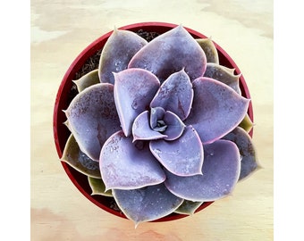 Echeveria ‘Perle von Nürnberg' 4in Live Succulent in Pot, 1-Pack, for Home Decoration | Wedding Favor, Christmas Thanksgiving New Year Gift