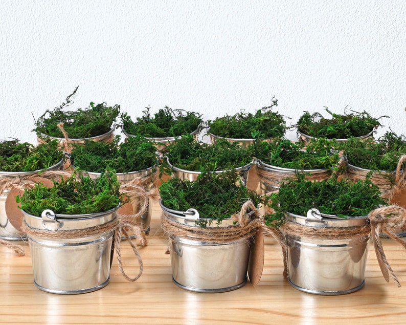 Acehorticulturalinks Succulent Plant - Thumbnail 4