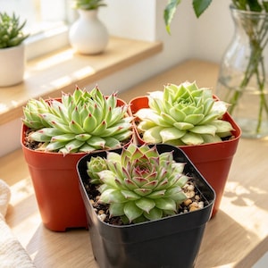 May include: Three succulent plants in square plastic pots. Two pots are terracotta-colored and one is black. The succulents have thick, pointed, light green leaves with reddish tips, arranged in a dense, symmetrical rosette pattern.