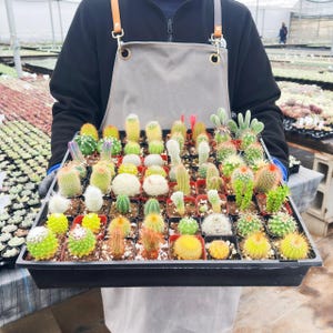 Cactus Collection, Assorted Live Cacti in 2'' Nursery Pot | Home Office Decor | Garden Gift