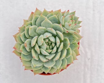 4“ Echeveria Prism, 1 Live Succulent Plants Potted for Party Favors Decor DIY Projects Wedding Baby Shower Christmas Halloween New Year Gift