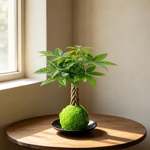picture of money tree plant Money Tree for Sale