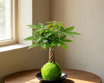 Bonsai Display Stand - Walnut - Etsy