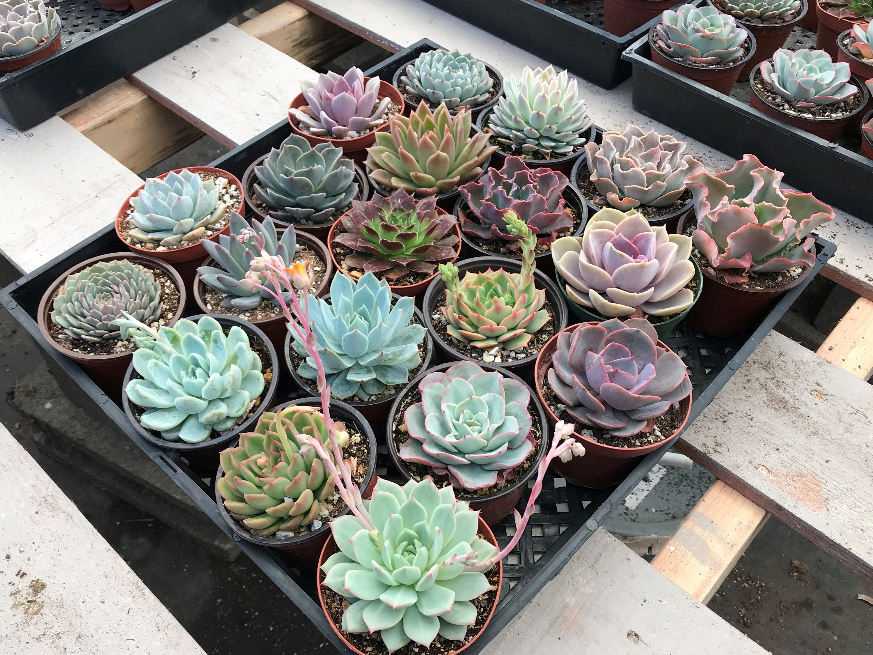 Rosette Succulent Planter