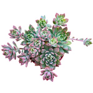 Sedeveria Markus Succulent, 2"/4" Plant Pot, Easy Care Trailing Succulent