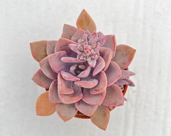 x Graptoveria 'Debbi', Rare Succulent Fully Rooted in 4" Planter, Home Wedding Deocr Baby Shower DIY Project Party Favor Father's Day Gift