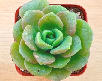 2“ Aeonium Lily Pad, 1-Pack Live Succulent in Pot, Rare Succulent Live Plant, Party Favor Wedding Decor Halloween Christmas Baby Shower Gift