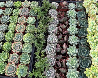 200-pack Assorted 2in Mini Succulents, DIY Projects, Baby Shower/Wedding Favors, 10+ Varieties Fully Rooted Mother's Day Father's Day Gift