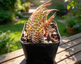 Variegated Zebra Plant: Haworthia attenuata 'Albo Variegata' with White Pearls (2-Inch Pot)