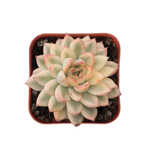 Echeveria Mebina Variegata, Live Succulent Plant Rootted in 2&quot; Planter, Party Favors Wedding Home Decor Mother&#39;s Day Father&#39;s Day Gift