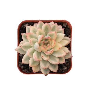 Echeveria Mebina Variegata, Live Succulent Plant Rootted in 2" Planter, Party Favors Wedding Home Decor Mother's Day Father's Day Gift