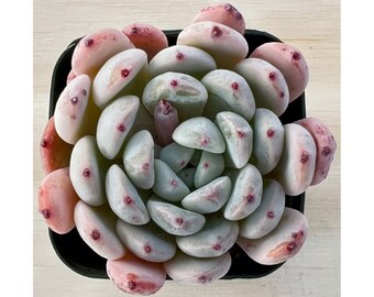 Mini Live Succulent, 2" Echeveria 'Biante', Small Houseplant for Party Favor or Indoor Decoration Christmas Thanksgiving New Year Gift