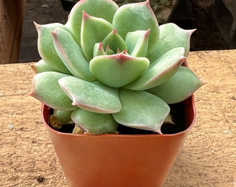 Echeveria 'Pink Tips', Rare Succulent Fully Rooted in 2" Planter, Home Wedding Decor Baby Shower DIY Party Favor Graduation Gift