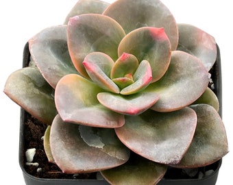 Mini Live Succulent, 2" Echeveria Chroma, Small Houseplant for Party Favor or Indoor Decoration, Mother's Day Father's Day Gift