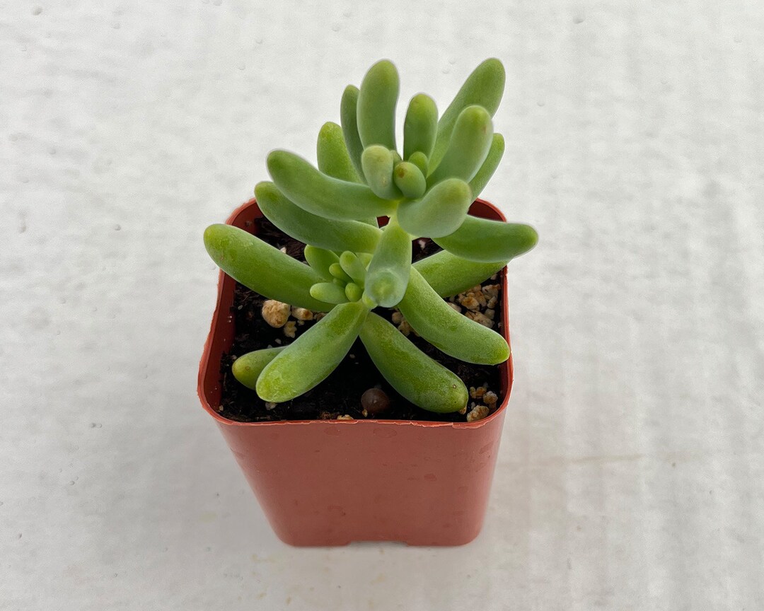 Jelly Beans Succulent Beans Sedum Pachyphyllum Rose, Rare Succulent