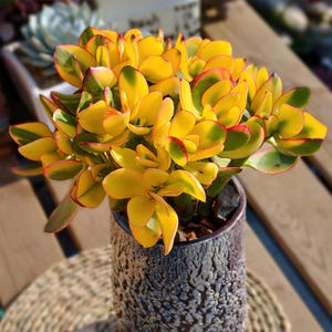 May include: A vibrant potted succulent with bright yellow leaves edged in red and green. The plant is in a textured, dark gray ceramic pot. The succulent's leaves are thick and fleshy, creating a full, lush appearance.