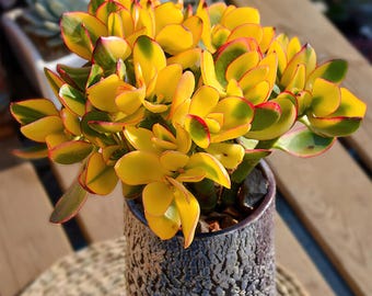 Crassula Ovata 'Hummel Sunset' Golden Jade Plant in 2"/4" Pot