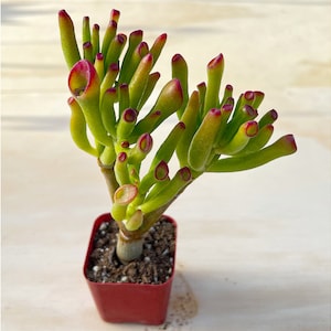 May include: A small potted succulent plant with green, tubular leaves tipped with red. The plant is in a square, red plastic pot. The background is a light, neutral color.