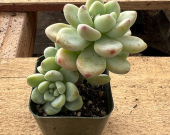 Sedum Clavatum, Rare Succulent Fully Rooted in 2" Planter, Home Wedding Deocr Baby Shower DIY Project Party Favor Father's Day Graduation