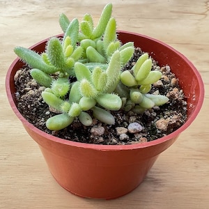 May include: A potted succulent plant with light green, finger-like leaves and a fuzzy texture. The plant is in a small, round, terracotta-colored pot filled with soil and small pebbles. The plant is a vibrant green color.