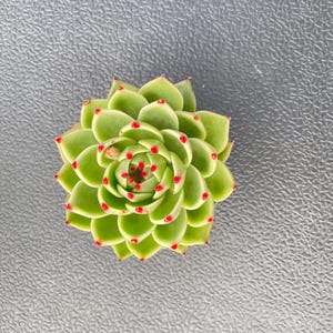 Echeveria Agavoides 'Blue Dragon' Succulent, Fully Rooted 4" Planter