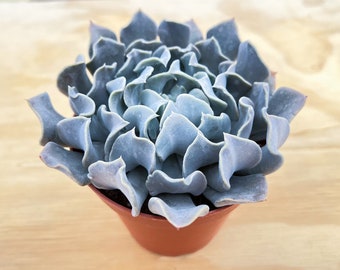 Echeveria 'Swan Lake' | Rare Live Succulent Rooted in 4" Pot, Mother's Day Father's Day Graduation Gift Baby Shower Wedding Favor Decor