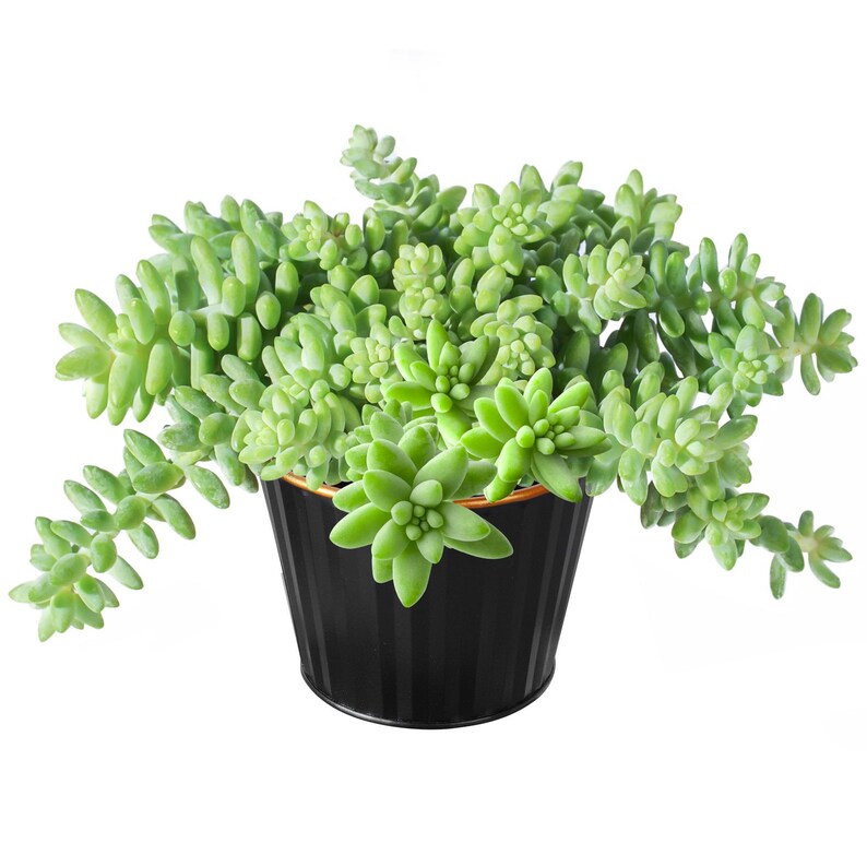 Acehorticulturalinks Burro's Tail Succulent