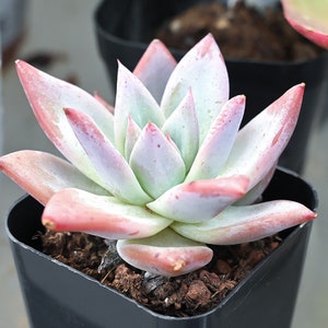 Echeveria Colorata var. Brandtii, Live Succulent Plant Rootted in 2" Planter, Party Favors Wedding Home Decor Mother's Day Father's Day Gift