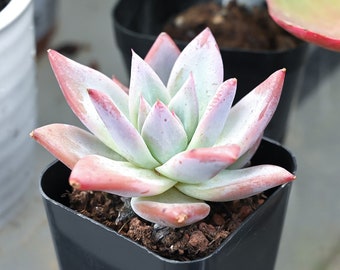 Echeveria Colorata var. Brandtii, Live Succulent Plant Rootted in 2" Planter, Party Favors Wedding Home Decor Mother's Day Father's Day Gift