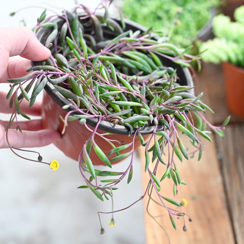 May include: A String of Tears succulent plant in a brown plastic pot. The plant features trailing stems with small, green, tear-shaped leaves and vibrant purple stems. Small yellow flowers are visible, adding a pop of color to the arrangement. The pot is held by a hand.