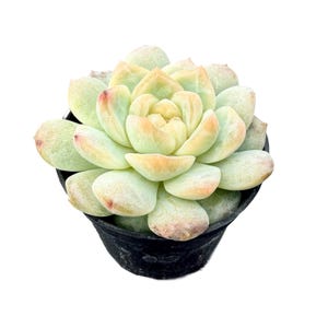 May include: A succulent plant with thick, fleshy, pale green leaves arranged in a tight rosette pattern. The leaf tips are tinged with soft pink and orange hues. The plant is potted in a simple, black, circular plastic container.