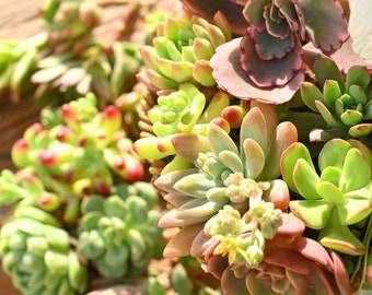 Colorful Live Succulent Cuttings, Assorted Varieties for Terrarium, DIY Projects, Party Indoor Decoration Mother's Day Father's Day Gift