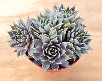 4in Sempervivum 'Grey Lady', Live Succulent Plant, Home Wedding Deocr Baby Shower DIY Party Xmas Valentine's Day Gift for Her