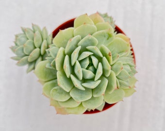 Echeveria Derenbergii Hybrid, Rare Succulent Fully Rooted in 4" Planter, Home Wedding Deocr Baby Shower DIY Project Party Favor Gift