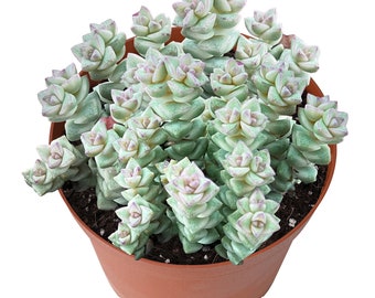 Crassula 'Tom Thumb' Variegated, Live Succulents Fully Rooted in 6" Starter Pot, Home Office Decor Back School Graduation Baby Shower Gift