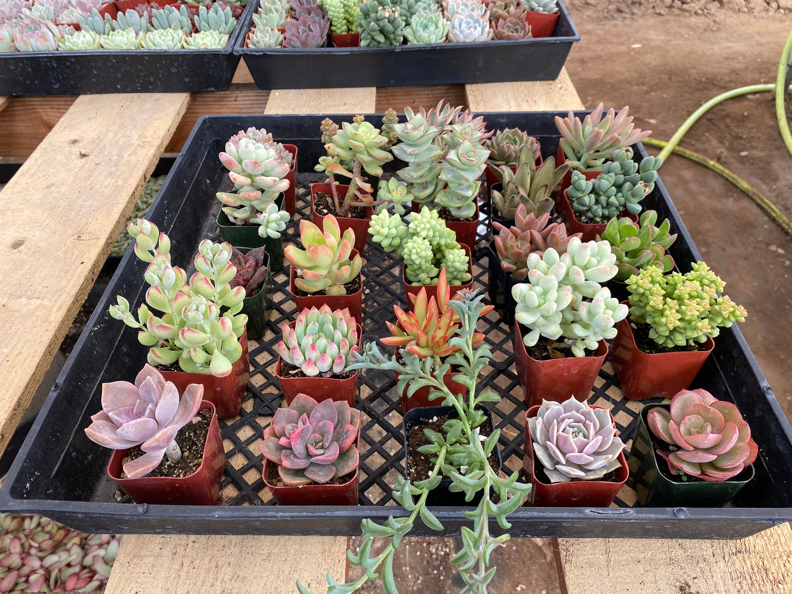 planting cactus seeds Cacti Blend / Cactus Seeds For Planting main image 0