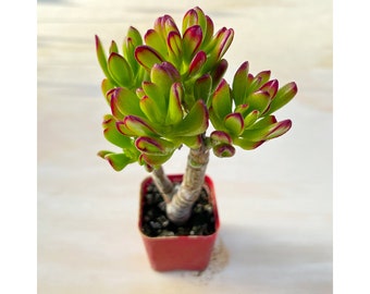 Crassula Ovata Hobbit, Rare Cute Hobbit Jade Fully Rooted in 2" Pot, Home Office Wedding Deocr Baby Shower Favor Mother's Day Gift
