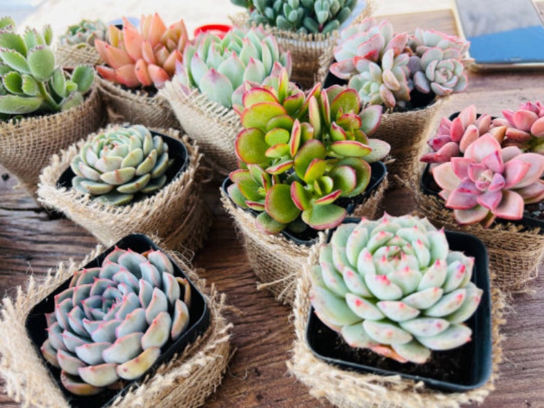 5-PACK Succulent Plants, 2 Assorted Mini Potted Succulents for Indoor Home Office Decor Wedding Baby Shower Party Favors Gifts for Her image 3