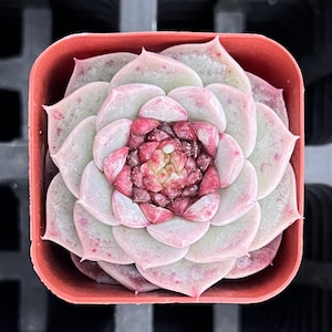 May include: A close-up of a succulent plant in a square, orange plastic pot. The succulent has pale green leaves with pink edges and a deep pink center. The plant is centered in the pot, and the background is a dark, textured surface.