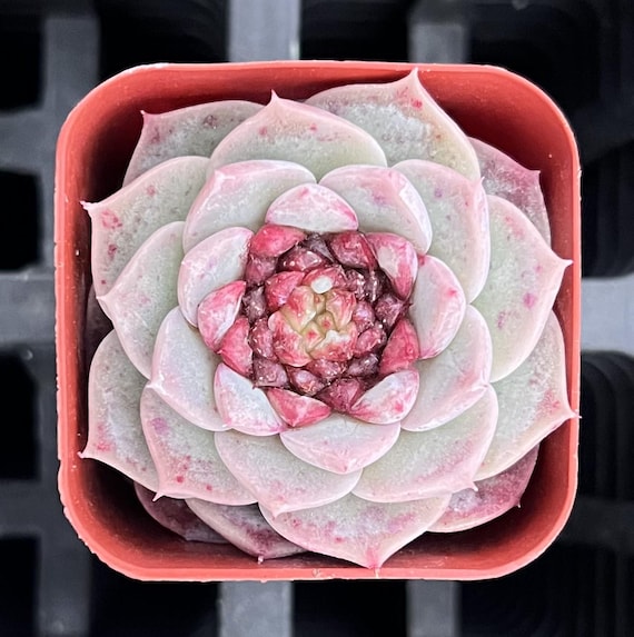 Echeveria 'Red Velvet' Sugar Heart Succulent & Other 5 Varieties  Succulents, Rooted in 2" Pot, Garden Gift | Home Office Decor
