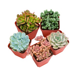 5-PACK Succulent Plants, 2" Assorted Mini Potted Succulents for Indoor Home Office Decor Wedding Baby Shower Party Favors Gifts for Her
