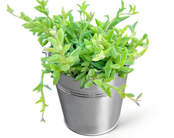 Live Trailing Succulent Come with Bright Metal Bucket, Hanging Plant, Pearls, Dolphins, Cotyledon Penden, Donkey's tail, Ruby Necklace