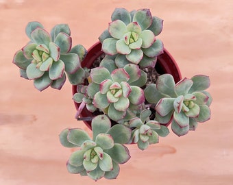 4“ Echeveria 'Tango', 1 Live Succulent Rare Plant Potted for Party Favors DIY Project Wedding Decor Baby Shower Christmas Gift for Her